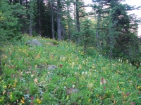 When It's Springtime in the Rockies